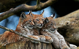 three tiger cubs focus photo HD wallpaper