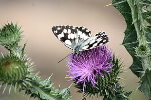 white and black butterfly perched on purple petaled flower
