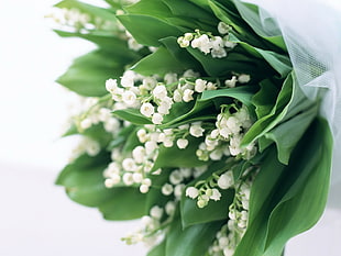 Lily of the Valleys flower bouquet HD wallpaper