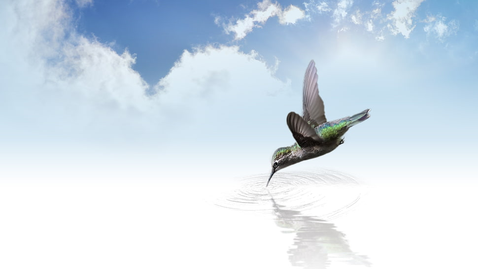 green and black bird drinking on clear calm water under white skies HD wallpaper
