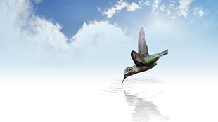 green and black bird drinking on clear calm water under white skies