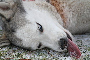 white and gray Siberian husky on green grass covered in snow
