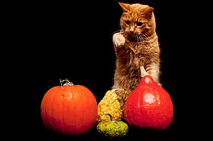 standing orange Tabby cat near vegetables