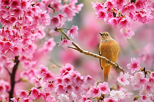 beige and brown short-beak bird, nature, birds, animals, flowers HD wallpaper