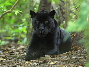 black jaguar lying in the forest HD wallpaper