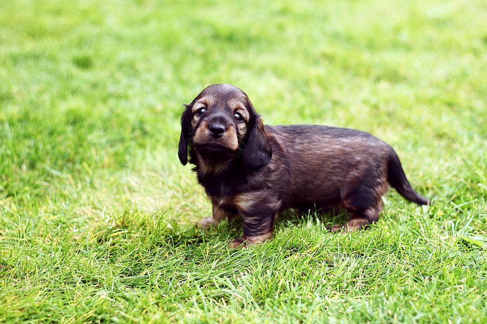 tan puppy on green grass HD wallpaper