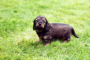 tan puppy on green grass HD wallpaper