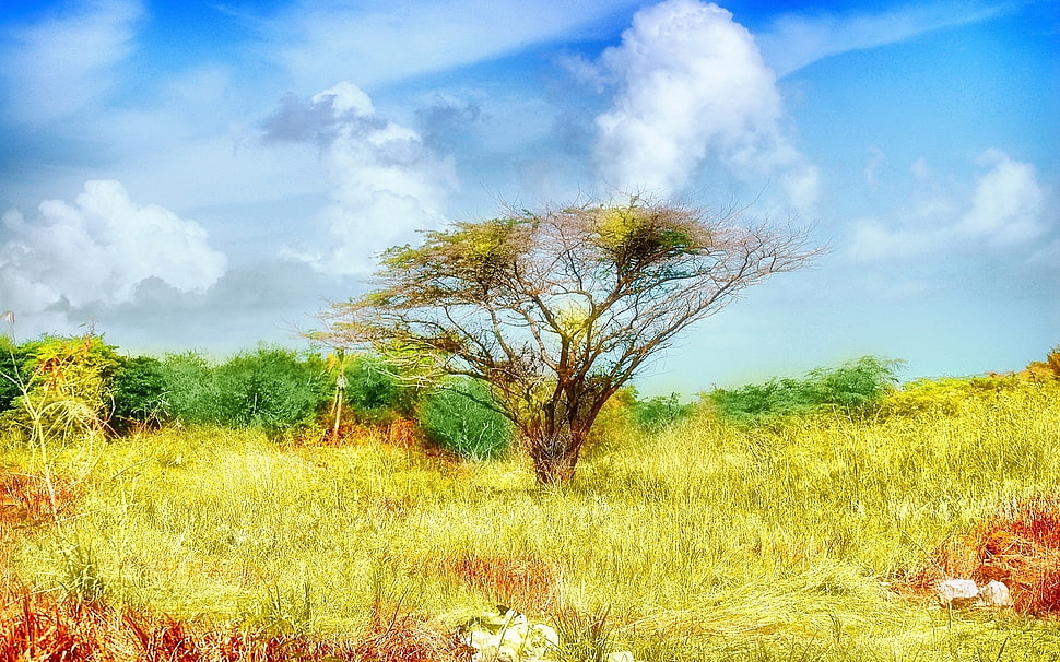 green and yellow tree surrounded with green grass HD wallpaper