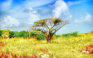 green and yellow tree surrounded with green grass