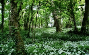 photography of white petaled flower at forest