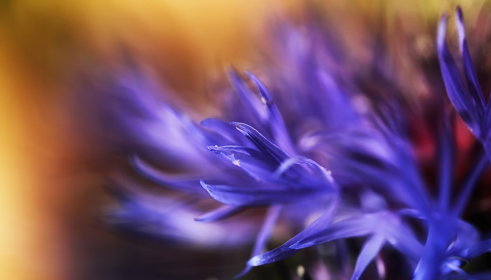 selective focus photography of purple flower HD wallpaper