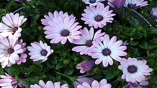 purple-and-white flowers lot