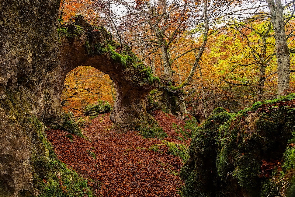brown leafed trees, landscape, moss, forest HD wallpaper