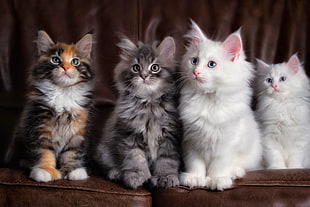 four color kittens