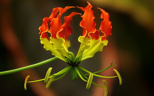 closeup photography of red and yellow petaled flower