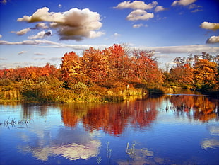 red leaves trees near body of water under blue sky during day time HD wallpaper