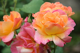 close up photography of orange and pink petaled flower