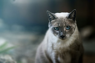 short-coated gray cat, animals, cat, face, blue eyes HD wallpaper