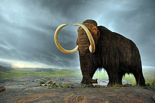 Mammoth on gray rock during cloudy day HD wallpaper