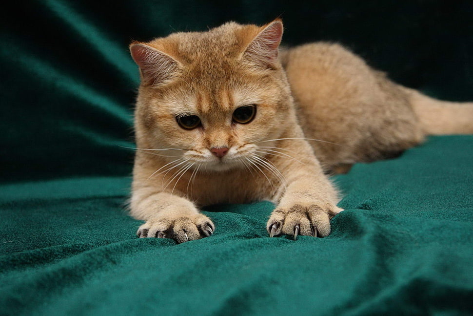 orange tabby cat HD wallpaper