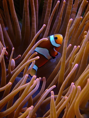 Clown fish on coral reef HD wallpaper