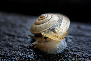 grey and black snail