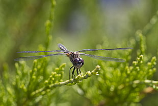 shallow focus photo of a dragonfly on a grass during day time