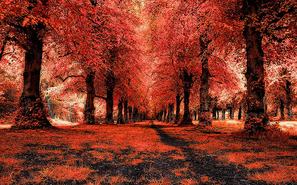 low angle view of pink leafed trees, forest, landscape, trees, path HD wallpaper