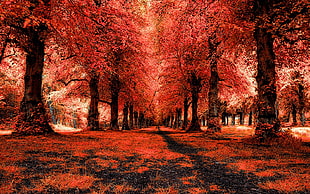 low angle view of pink leafed trees, forest, landscape, trees, path