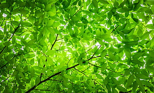 photo of green leaved tree during daytime HD wallpaper
