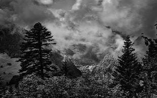 tall trees, nature, landscape, monochrome, mountains