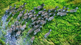 group of zebra, nature, landscape, animals, zebras