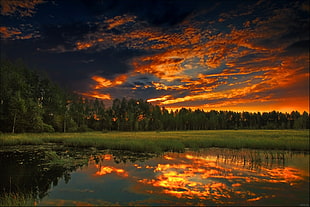 green trees near body of water under cloudy sky