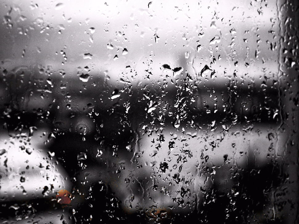 black and white floral textile, water drops, window HD wallpaper