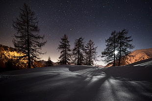 snow studded path during night