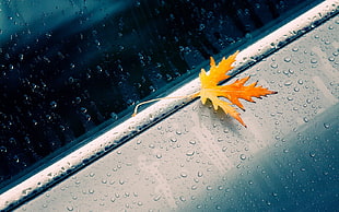 orange leaf on gray surface with dew drops in closeup photo