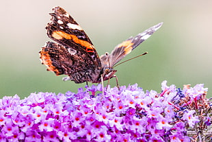 red admiral butterfly perched on purple flower HD wallpaper