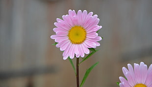 2 pink daisies HD wallpaper