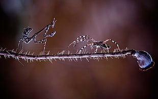 time lapse photography of spider and grasshopper