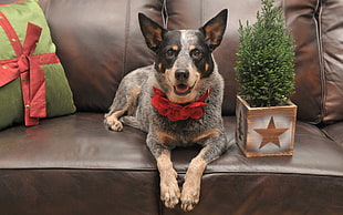 gray and black dog sitting on brown leather sofa with red collar