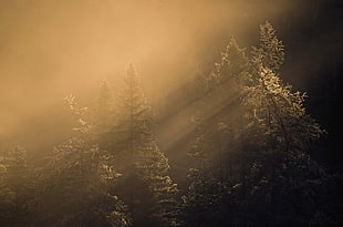 pine trees covered with fog digital wallpaper, forest, trees