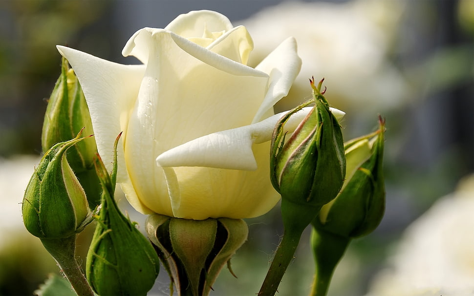 white Rose plant HD wallpaper