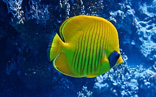 yellow and green Tang fish
