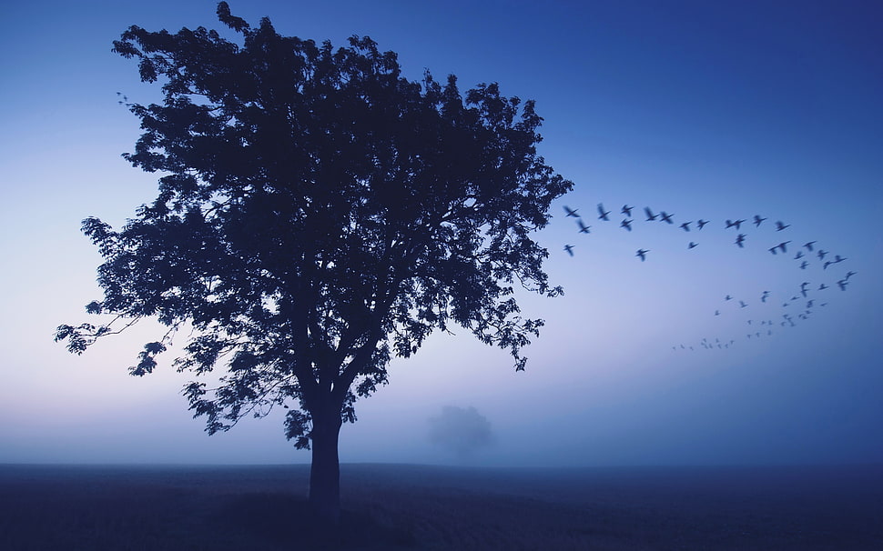 silhouette of tree HD wallpaper