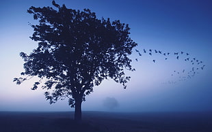 silhouette of tree