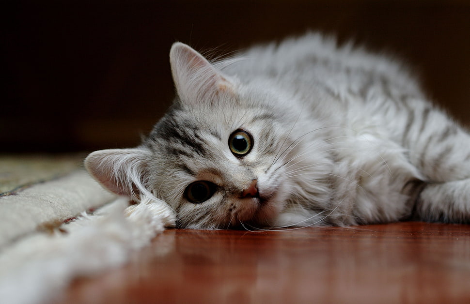 photography of white and black Tabby cat HD wallpaper