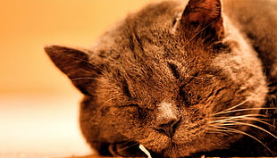 closeup photography of short-fur brown cat HD wallpaper