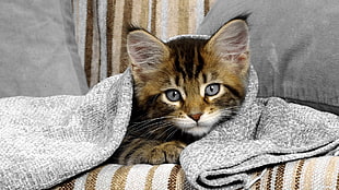 short-furred brown tabby kitten, animals, cat, blue eyes