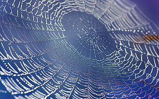 cobweb, nature, water drops, dew, spiderwebs HD wallpaper