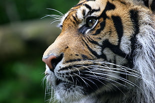 close up photo of Tiger's face